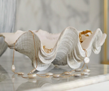 Ruffle Giant Clam - Big Blue Company